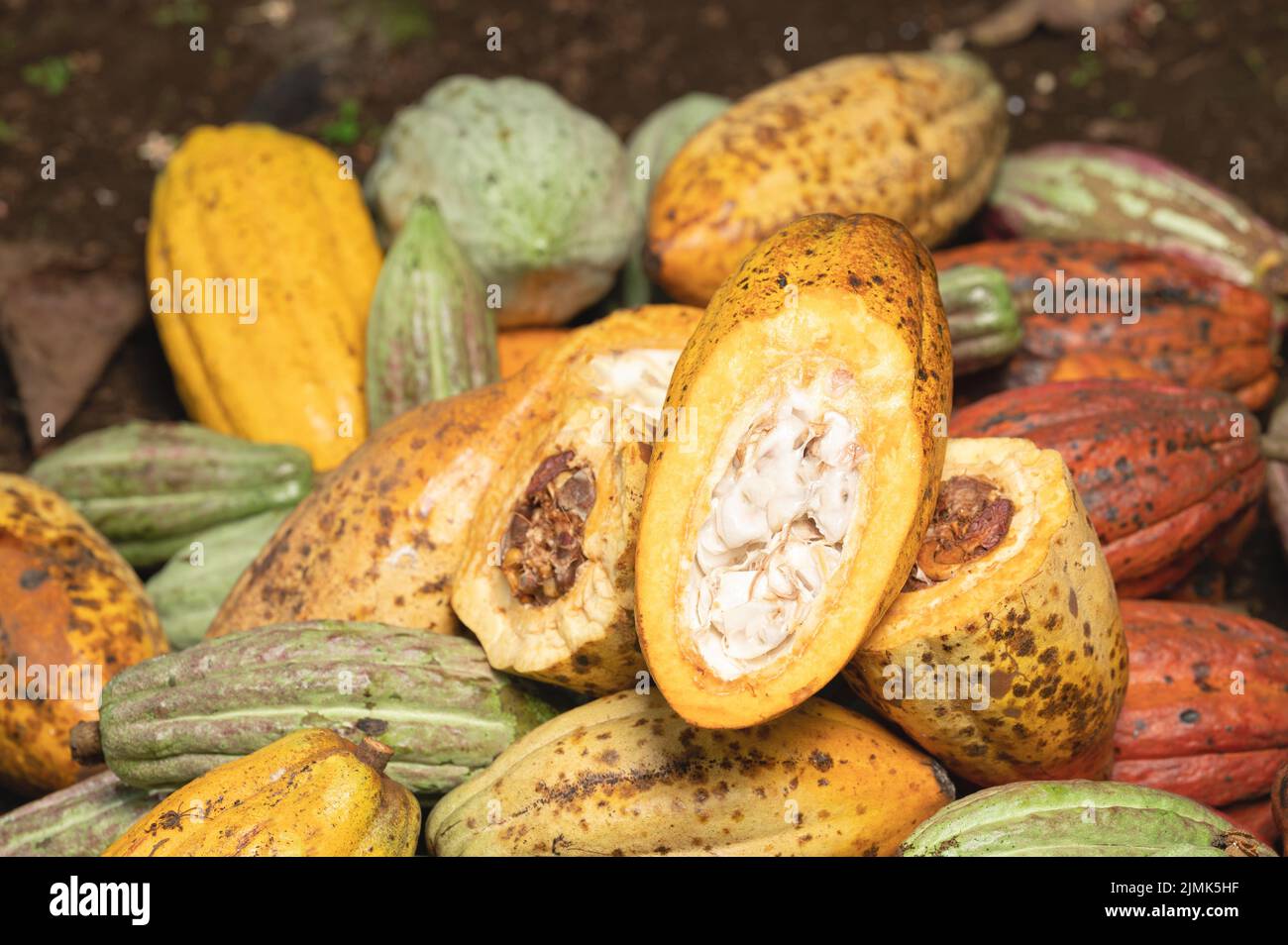 Frisch geschnittener Kakao auf dem Feld. Thema Kakaoernte Stockfoto