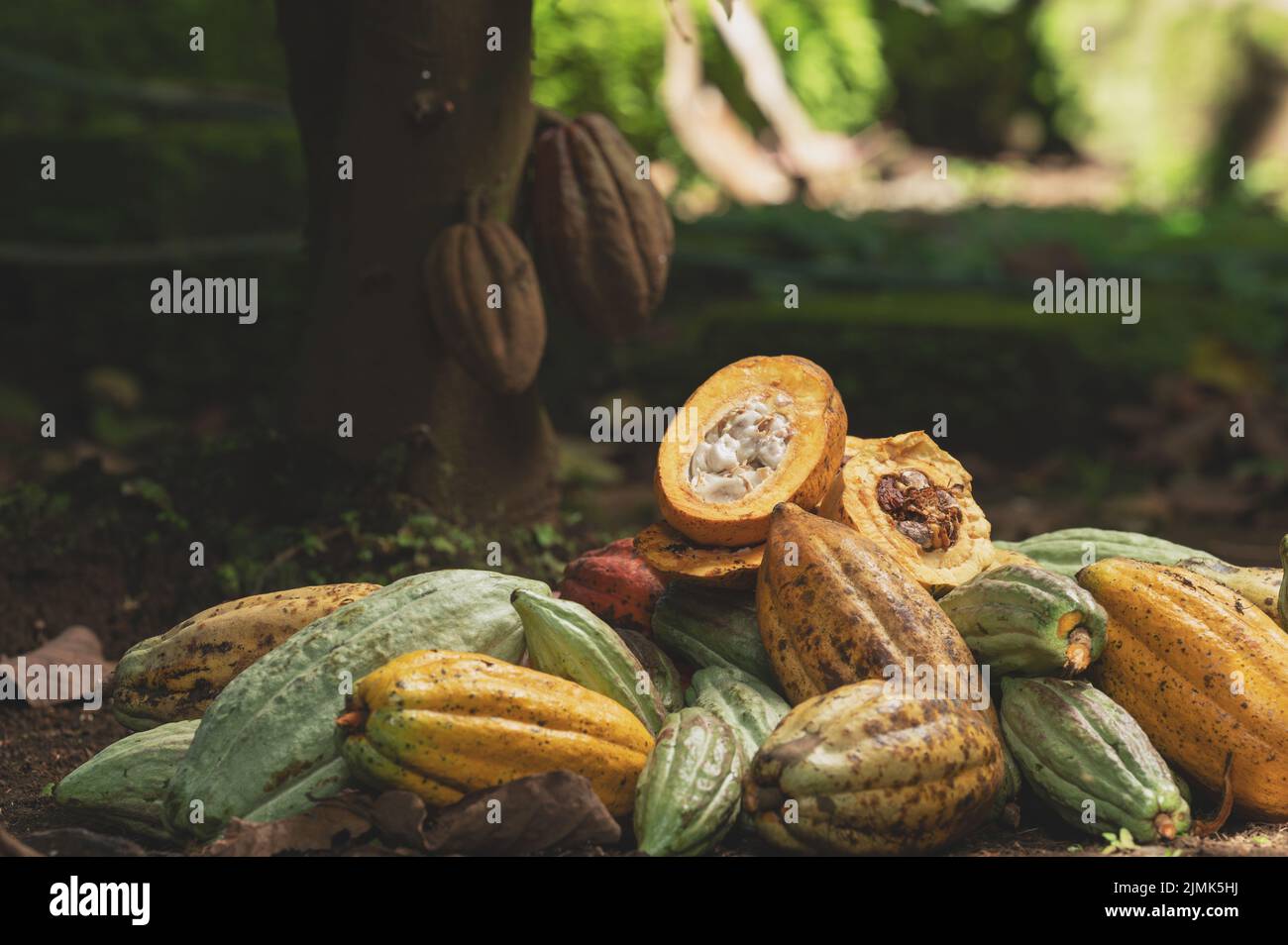 Braune Kakaoschoten im Stapel auf grünem Hintergrund Stockfoto