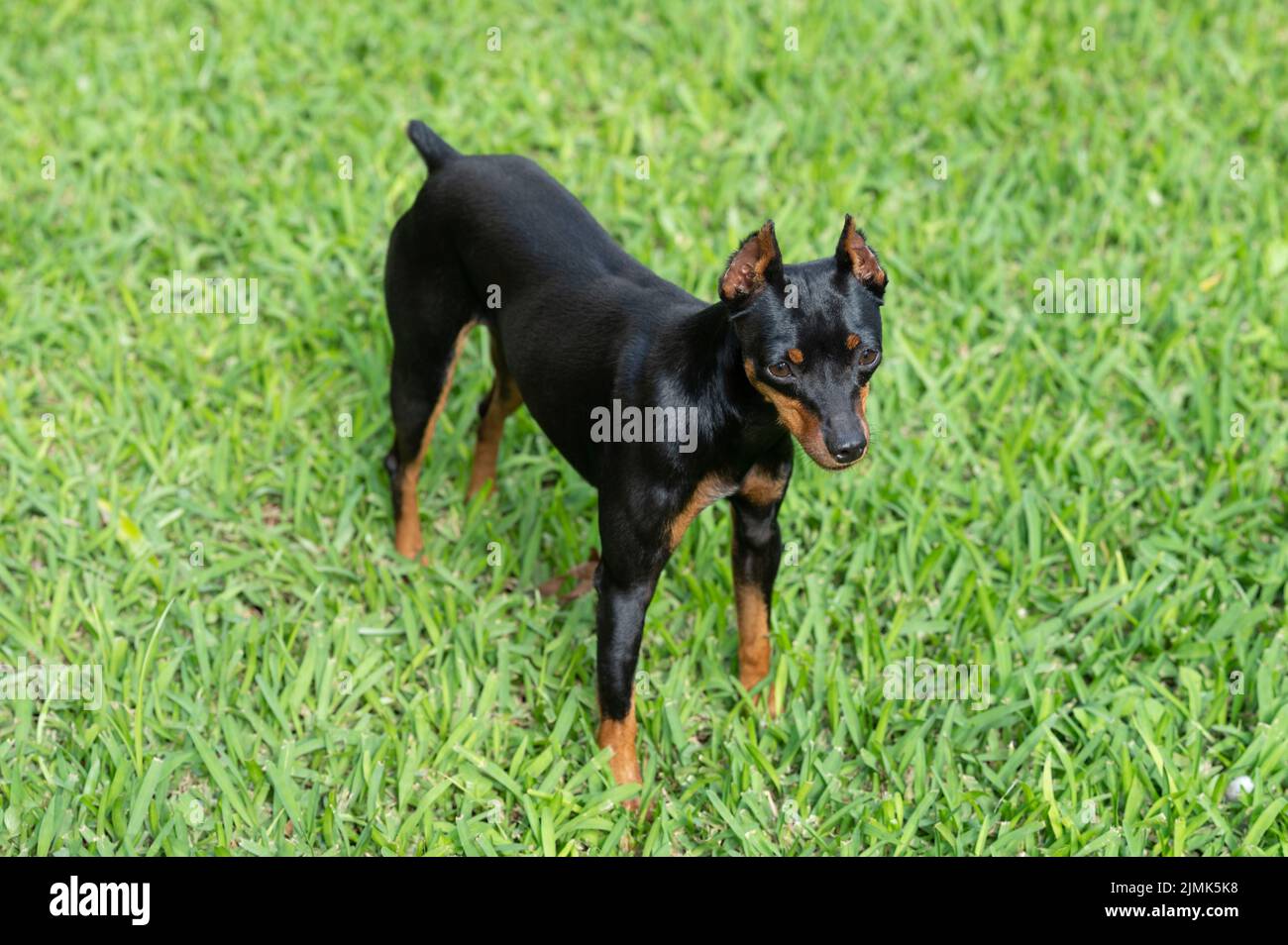 Hübscher Pincher-Hund steht auf Gras. Kleiner Doberman-Pincher für Hunde Stockfoto