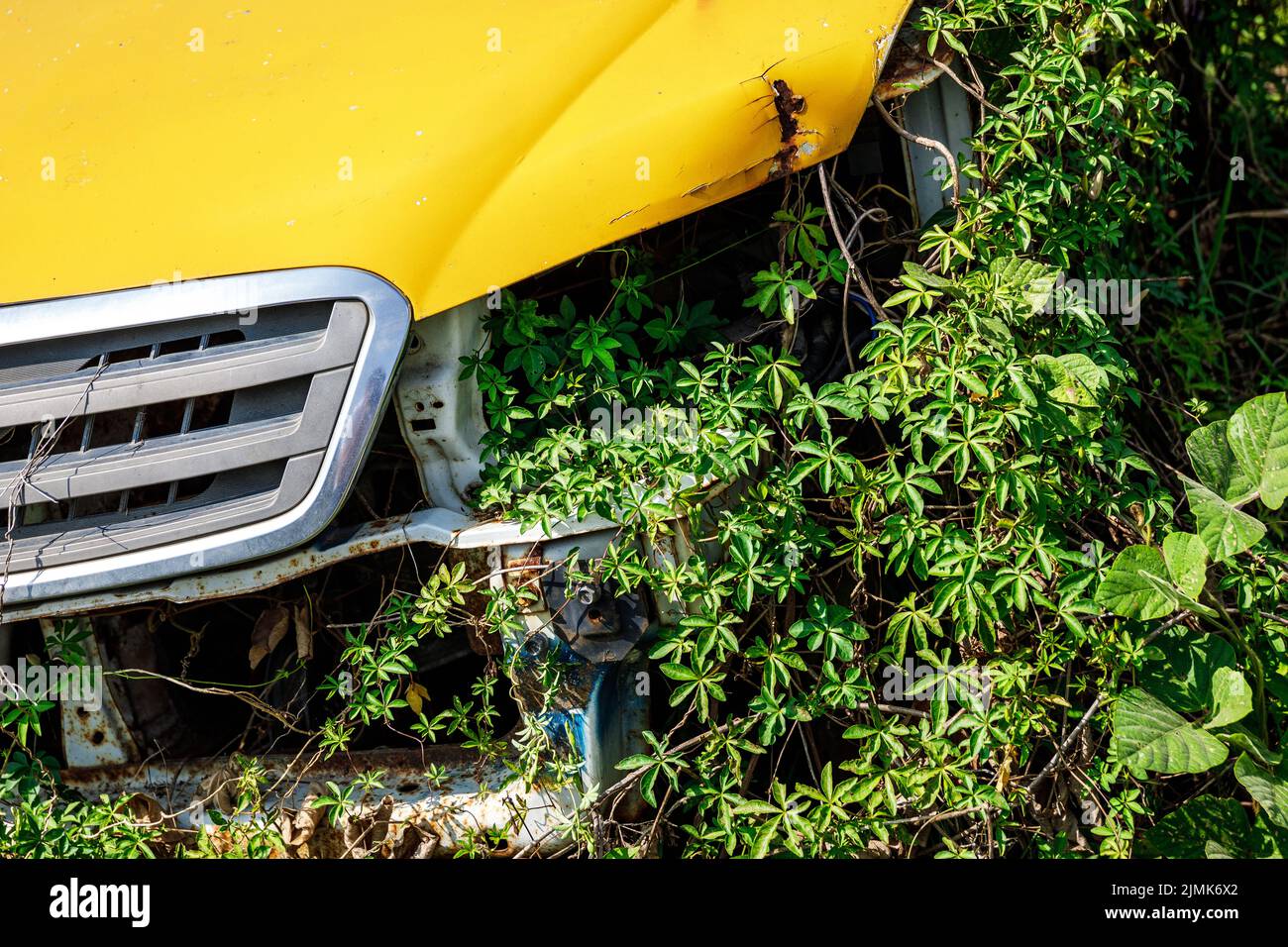 Altes Auto in den Dickichten des Grases Stockfoto