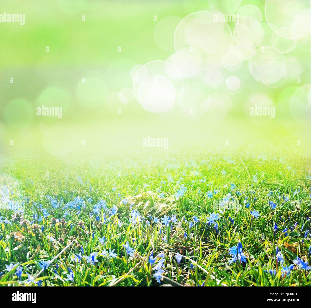 Gras- und Blumenfeld Stockfoto