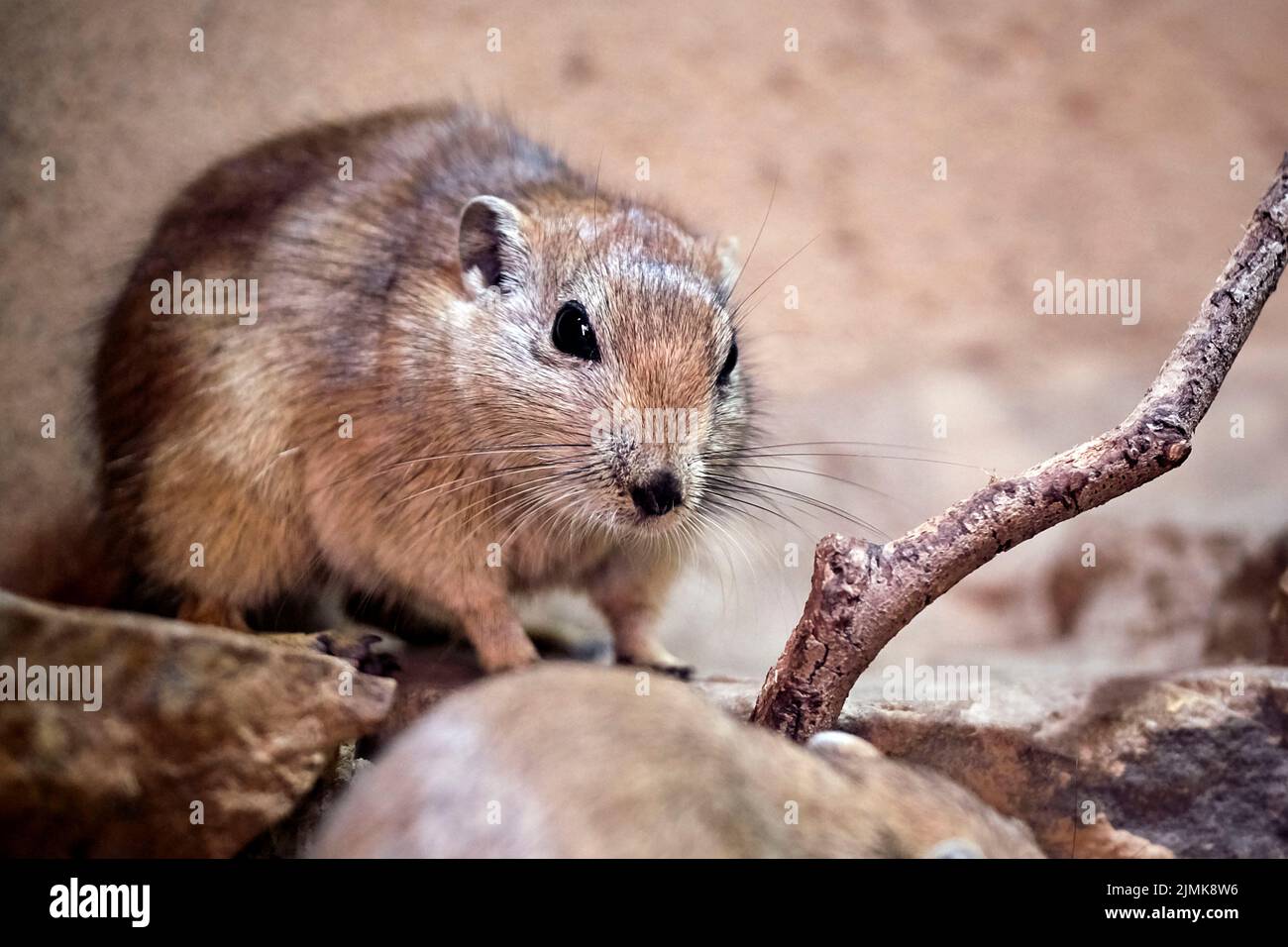 Fette Sand Ratte (Psammomys Obesus). Stockfoto