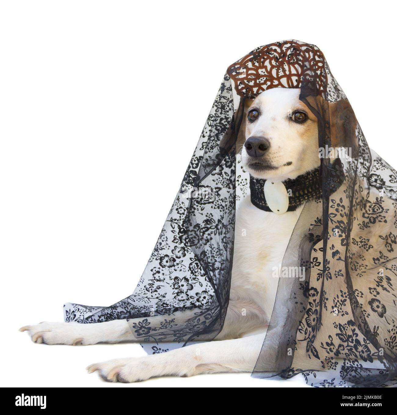 Porträt eines Hundes mit Kamm und spanischer Mantilla, Feier der argentinischen Mairevolution Stockfoto