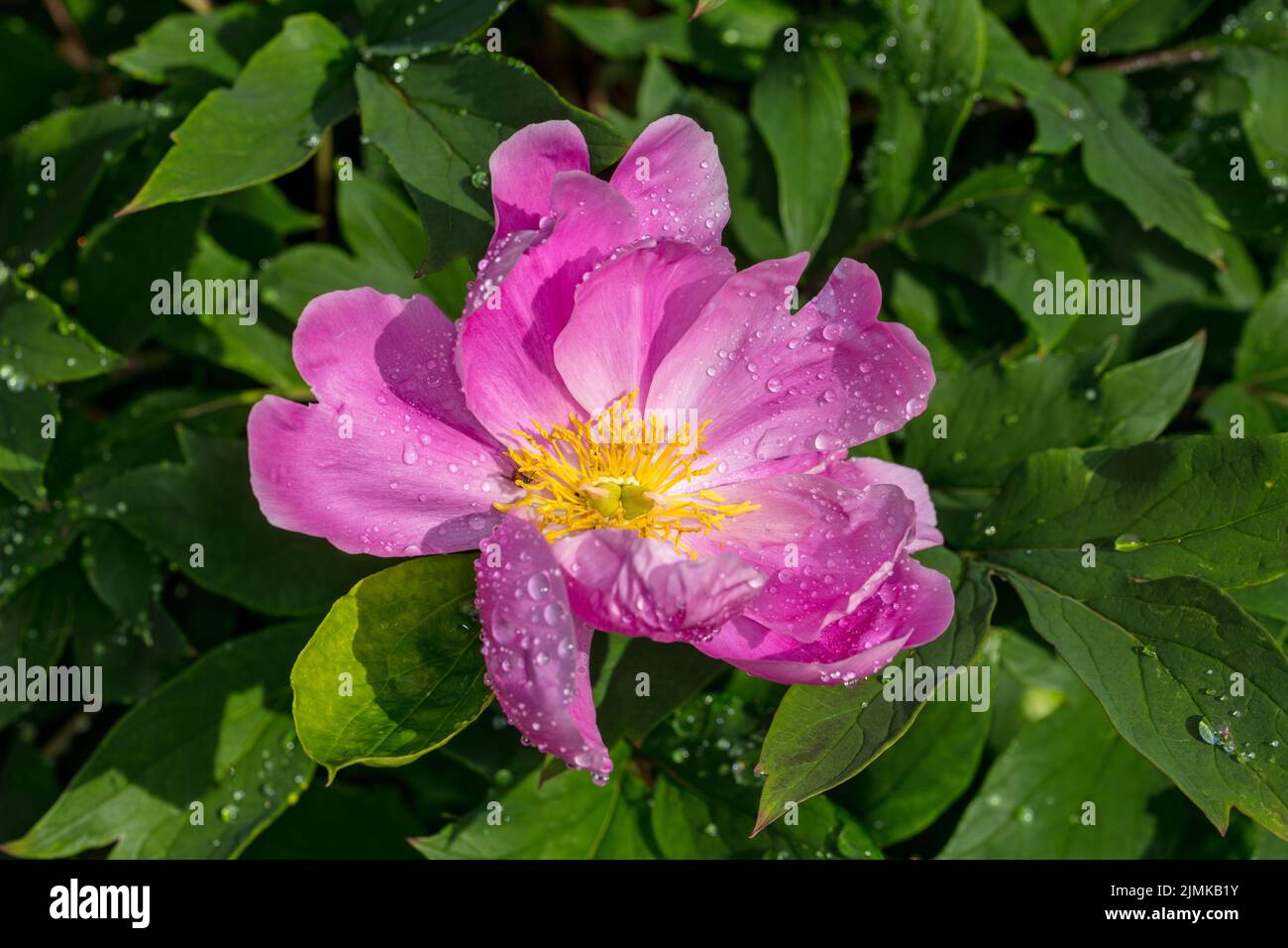 „Dancing Butterflies, Little Medicine man, Fen Yu Nu“, gewöhnliche Gartenpeonie, Luktpion (Paeonia lactiflora) Stockfoto