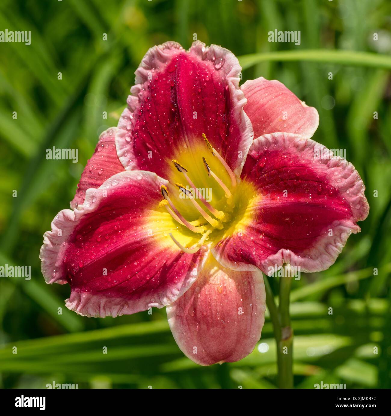 'Indy Herzen Stopper "Daylily, Daglilja (Hemerocallis) Stockfoto