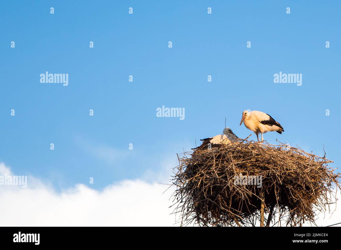 Junge Weißstörche im Nest Stockfoto