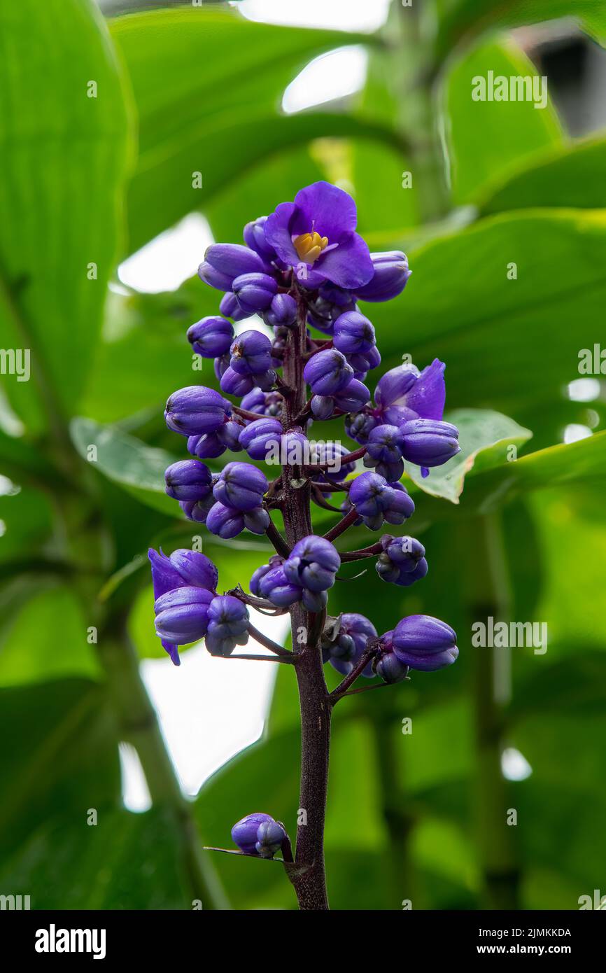 Dichorisandra thyrsiflora, Blauer Ingwer Stockfoto