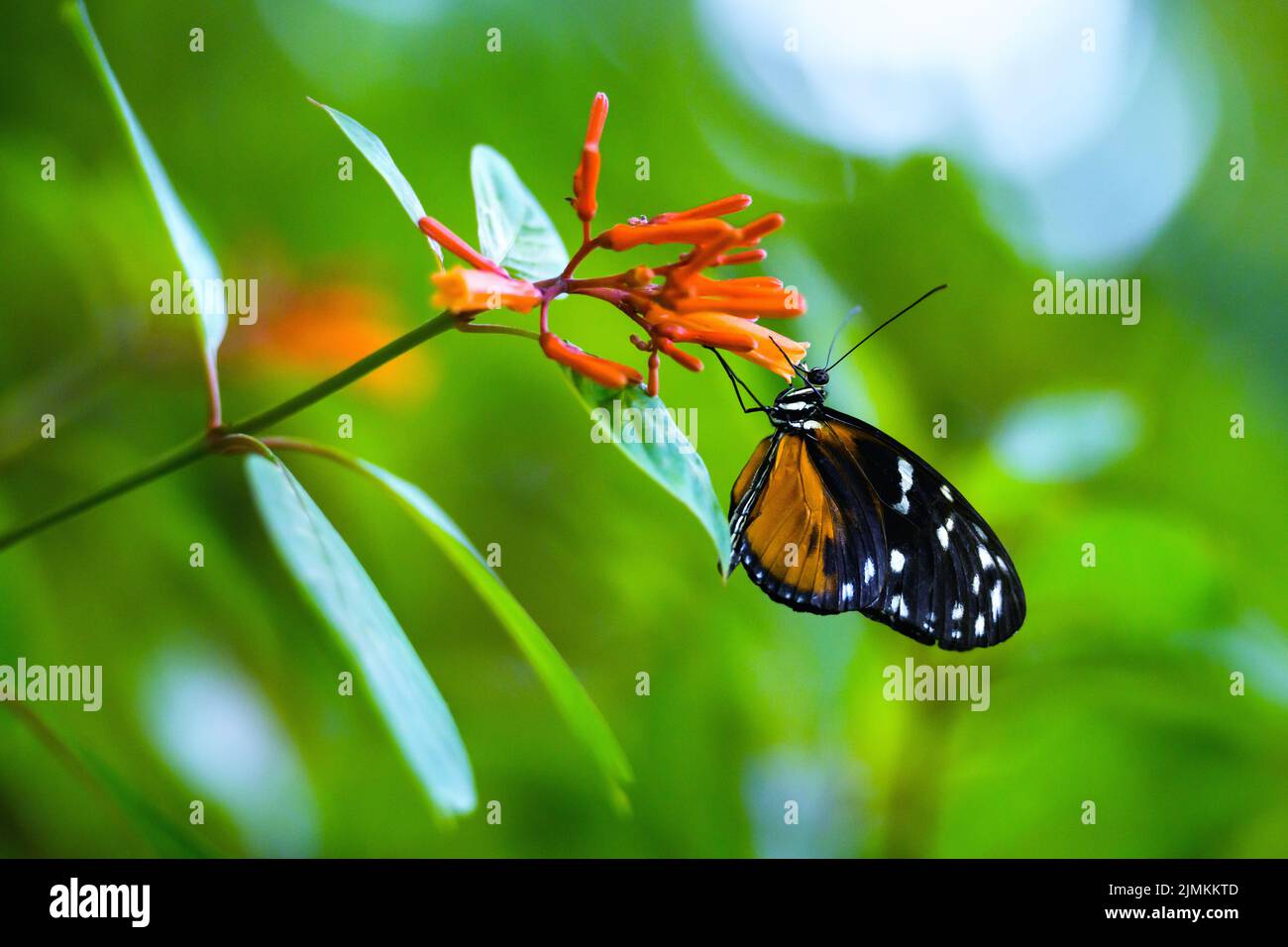 Schöner Schmetterling, der auf einer roten Blume landet Stockfoto