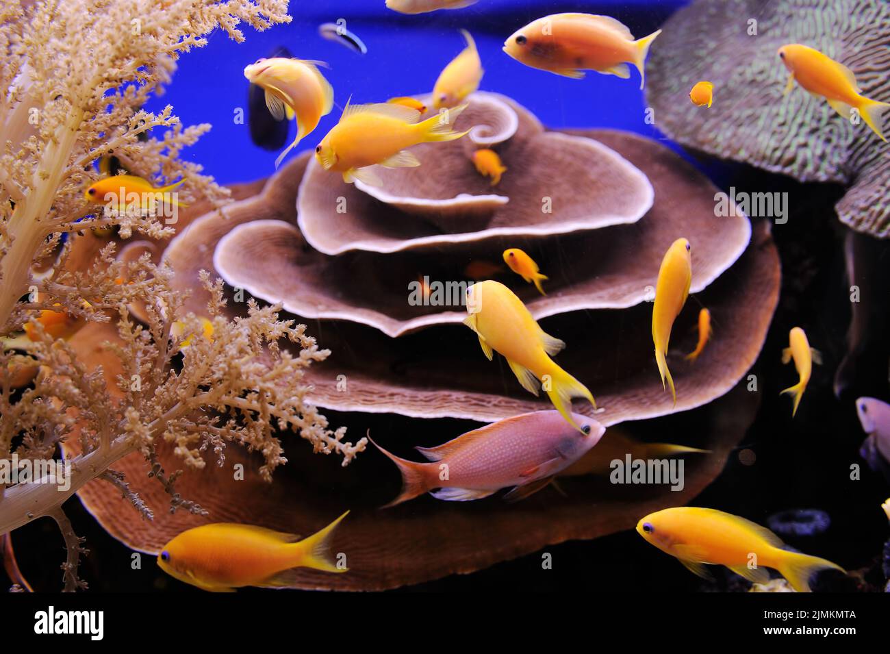 Fische und Korallen im Roten Meer Stockfoto