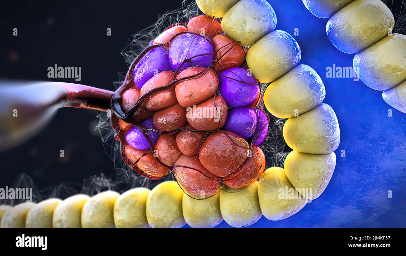 Endokrine Pankreas, Zellen, die Hormone in der Bauchspeicheldrüse