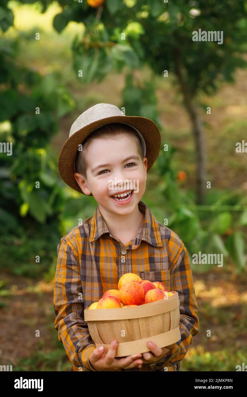 Glückliches Kind Junge hält Korb mit Aprikosen Stockfoto