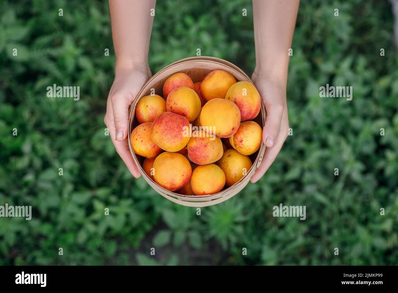 Draufsicht auf Korb mit Aprikosen in weiblichen Händen Stockfoto