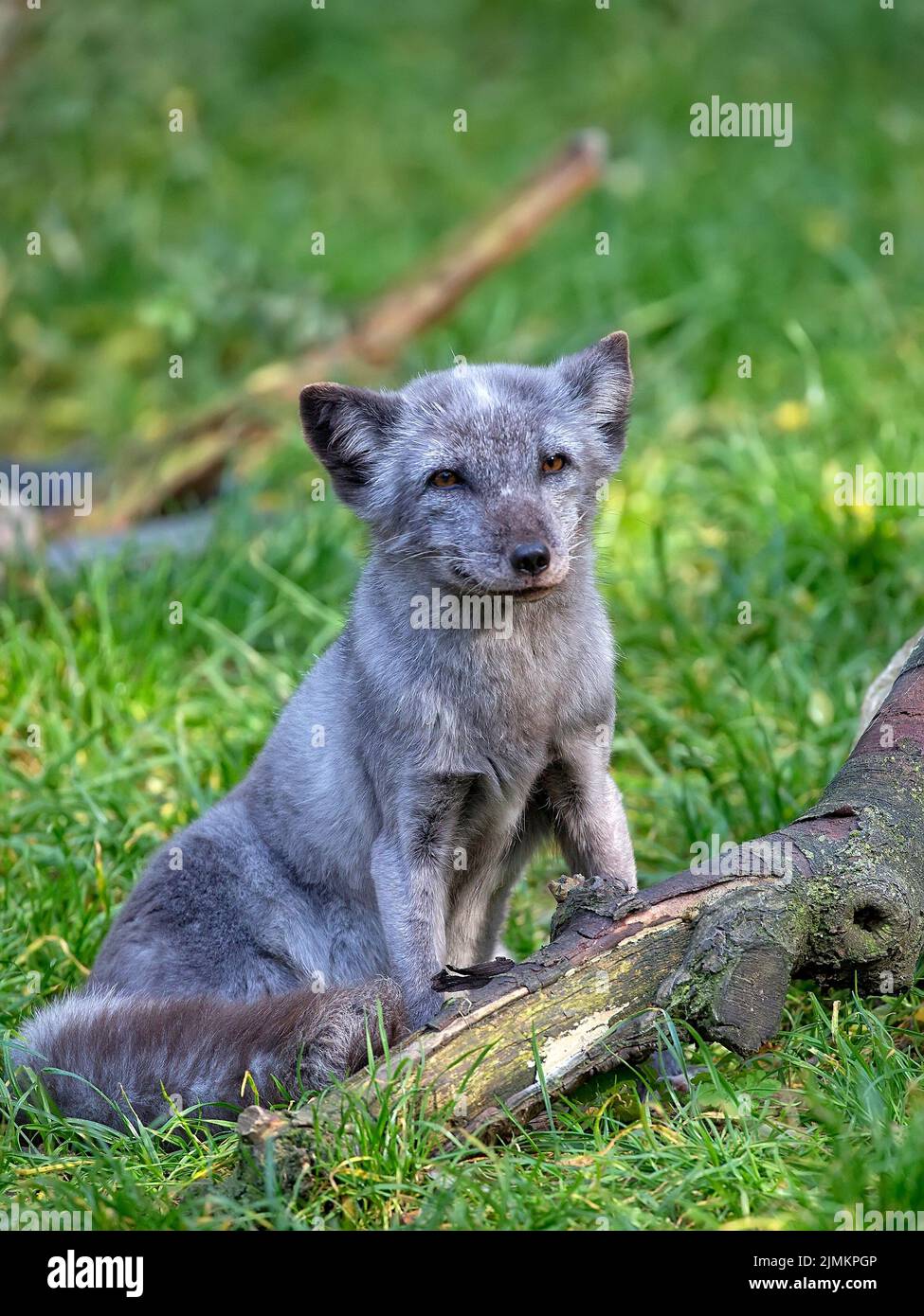 Silberfuchs auf einer Lichtung im Wald Stockfoto