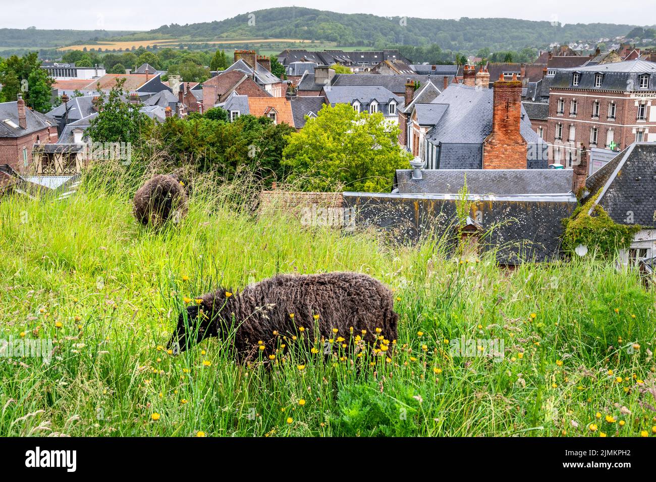 In der kleinen Stadt EU im Norden der Normandie ersetzen Schafe den lauten Dieselmäher auf öffentlichen Grünflächen; Frankreich, Best Practice Stockfoto