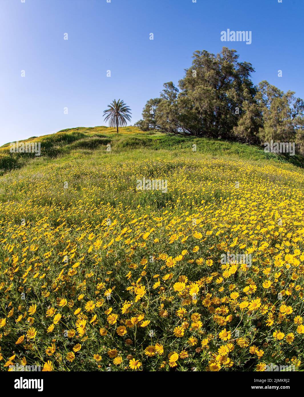Frühlingsblüte des Negev Stockfoto