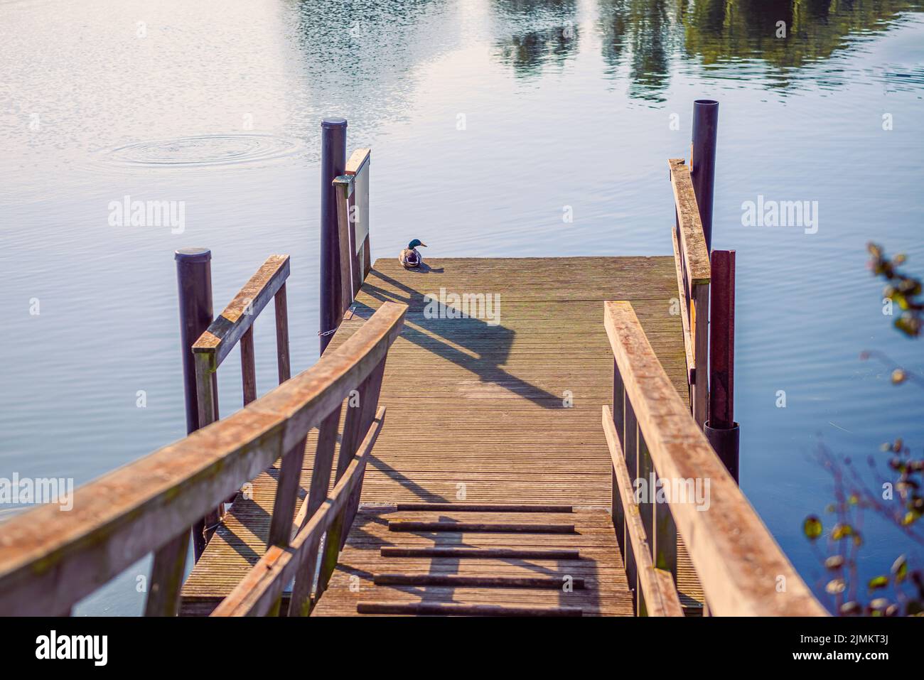 entendrake sitzen auf der alten Holzbrücke in der Nähe des Wassers in Kopenhagen, Dänemark Stockfoto