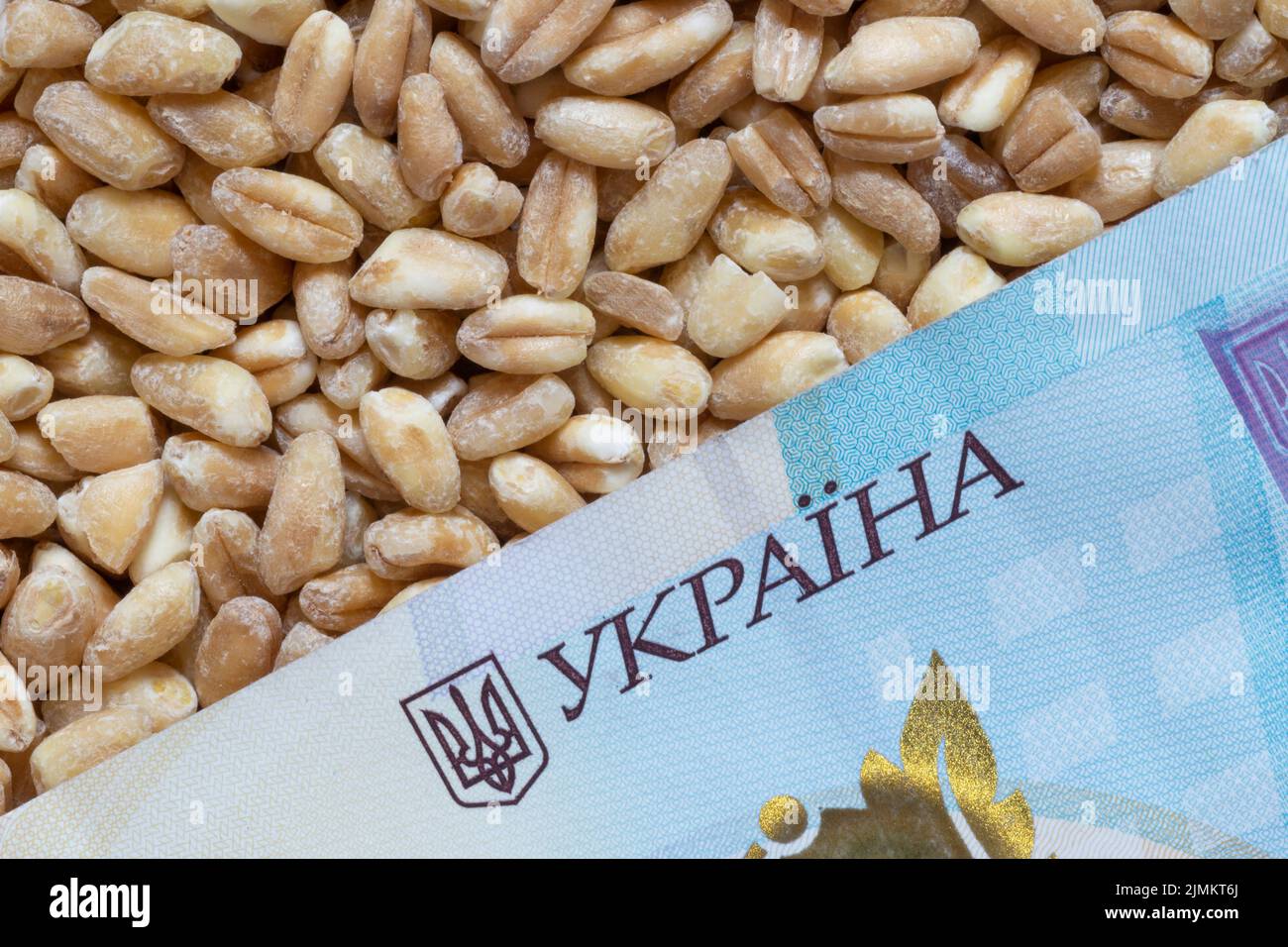 Nahaufnahme von tausend ukrainischen hrivnya-Banknoten, die auf einem Haufen Weizenkörner liegen Stockfoto