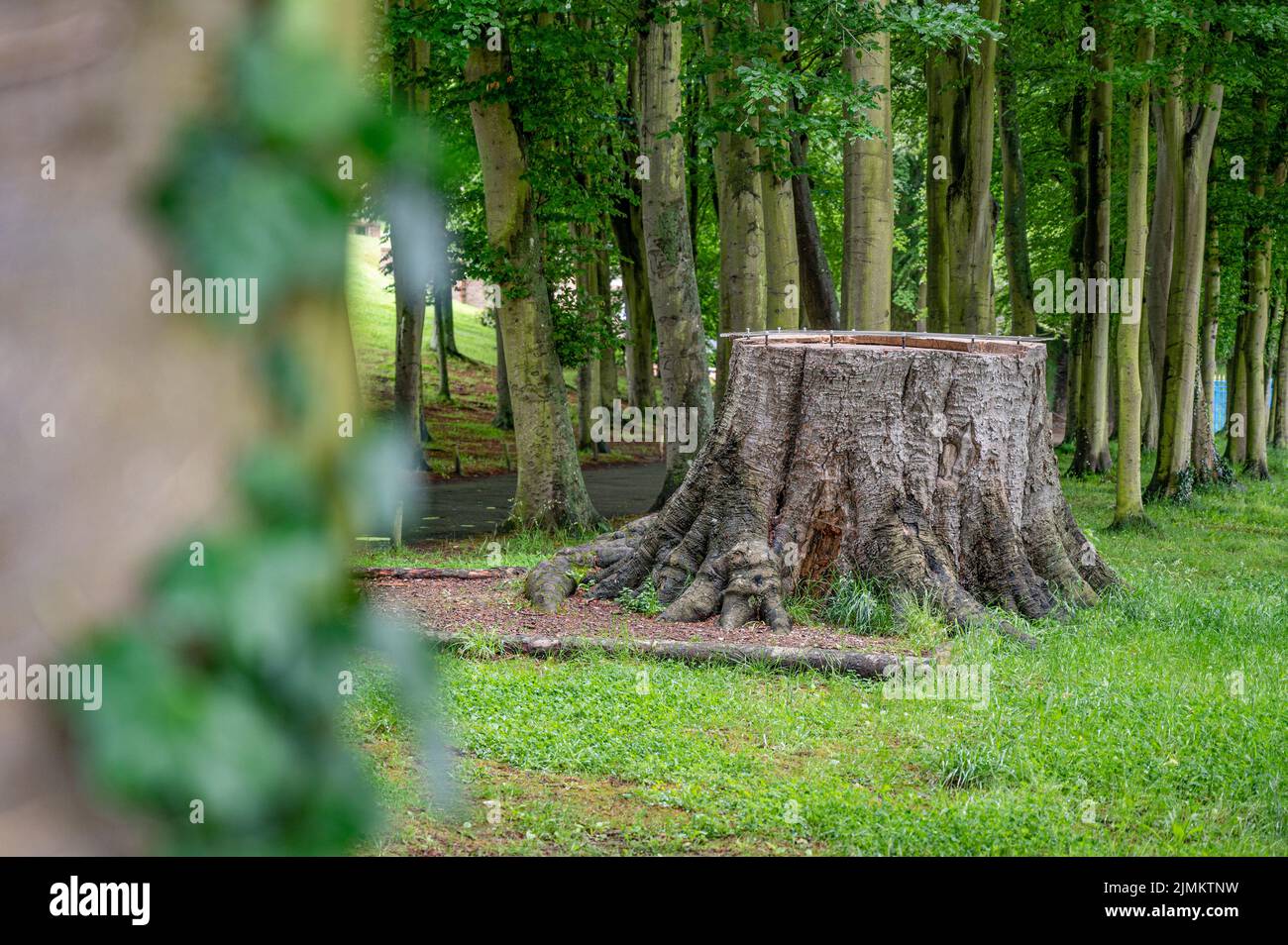 Stamm des Buche-Veteranen Le Guisard, der 1588 in der Nähe der Château d'EU gepflanzt wurde. Es musste wegen eines langen Risses gefällt werden Stockfoto