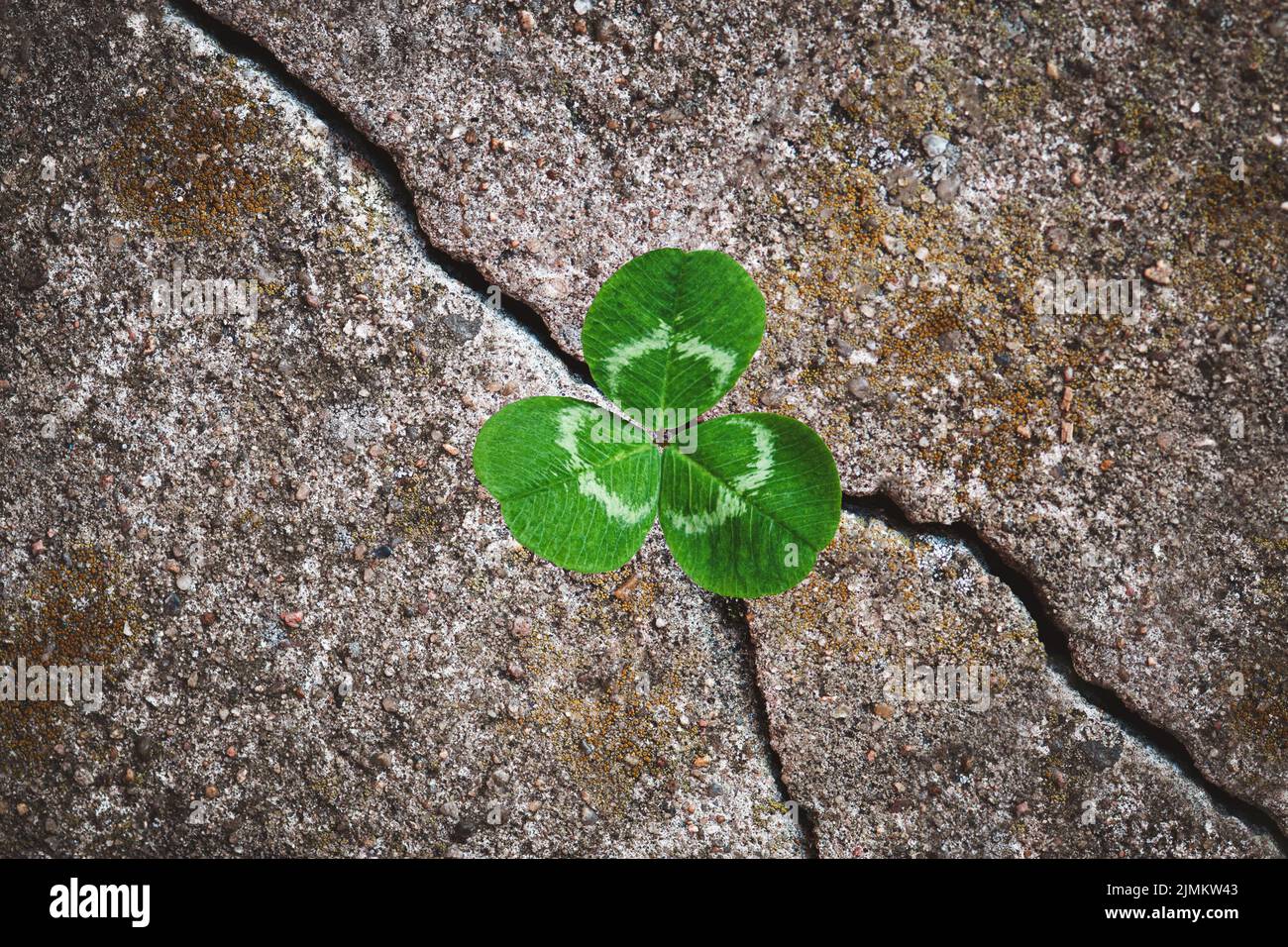 Grünklee Pflanze in Stein gewachsen - Wiedergeburt, Wiederbelebung Resilienz und Erneuerung Konzept Stockfoto
