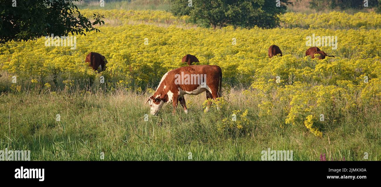 Erhaltung Beweidung ist die Methode der Verwendung von Viehweidung, um die natürliche Vielfalt in diesen Auen zu bereichern. Diese Kühe sind wahrscheinlich Herefords, Stockfoto