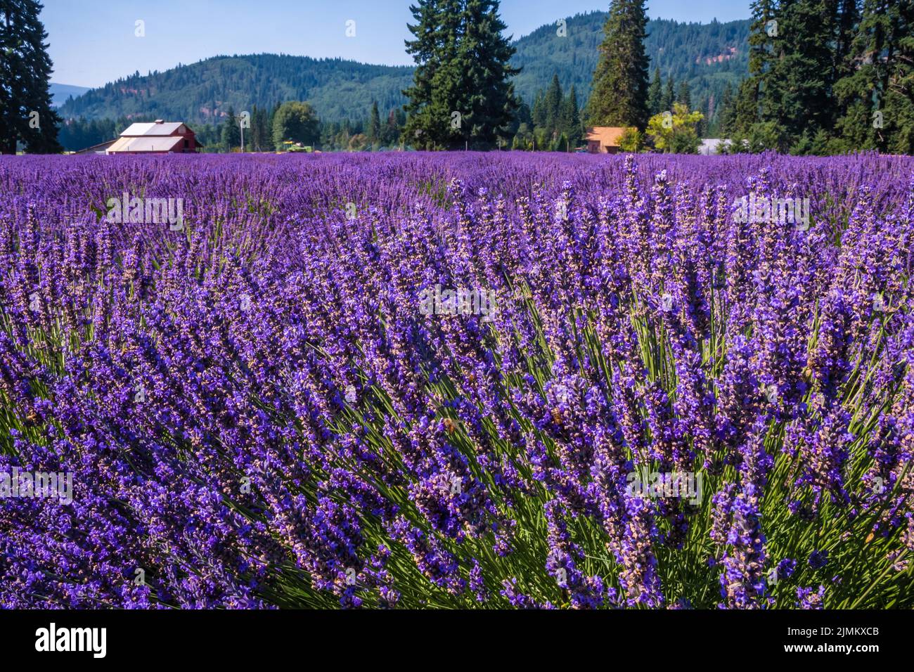 Wunderschöne Lavender Fields in Mount Hood, Oregon Stockfoto