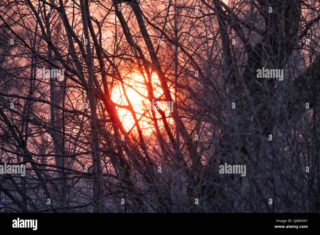 Die untergehende Sonne scheint durch die Bäume im Wald Stockfoto