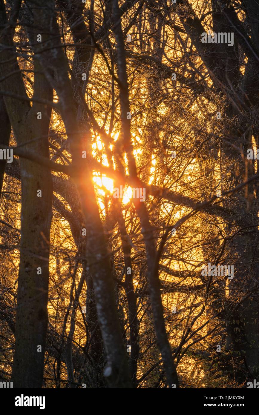 Die untergehende Sonne scheint durch die Bäume im Wald Stockfoto
