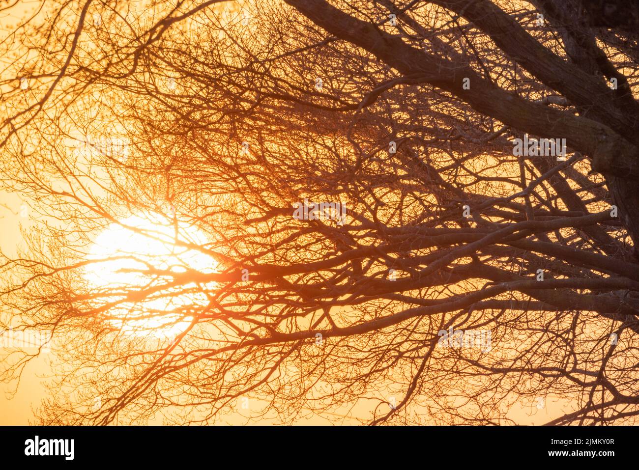 Die untergehende Sonne scheint durch die Bäume im Wald Stockfoto