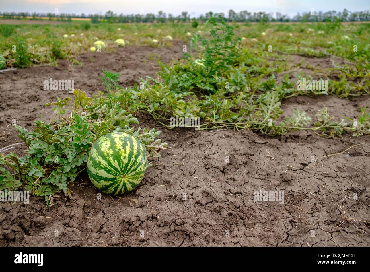 Selektiver Fokus auf rund gestreifte grüne Wassermelone auf dem Feld. Speicherplatz kopieren. Stockfoto