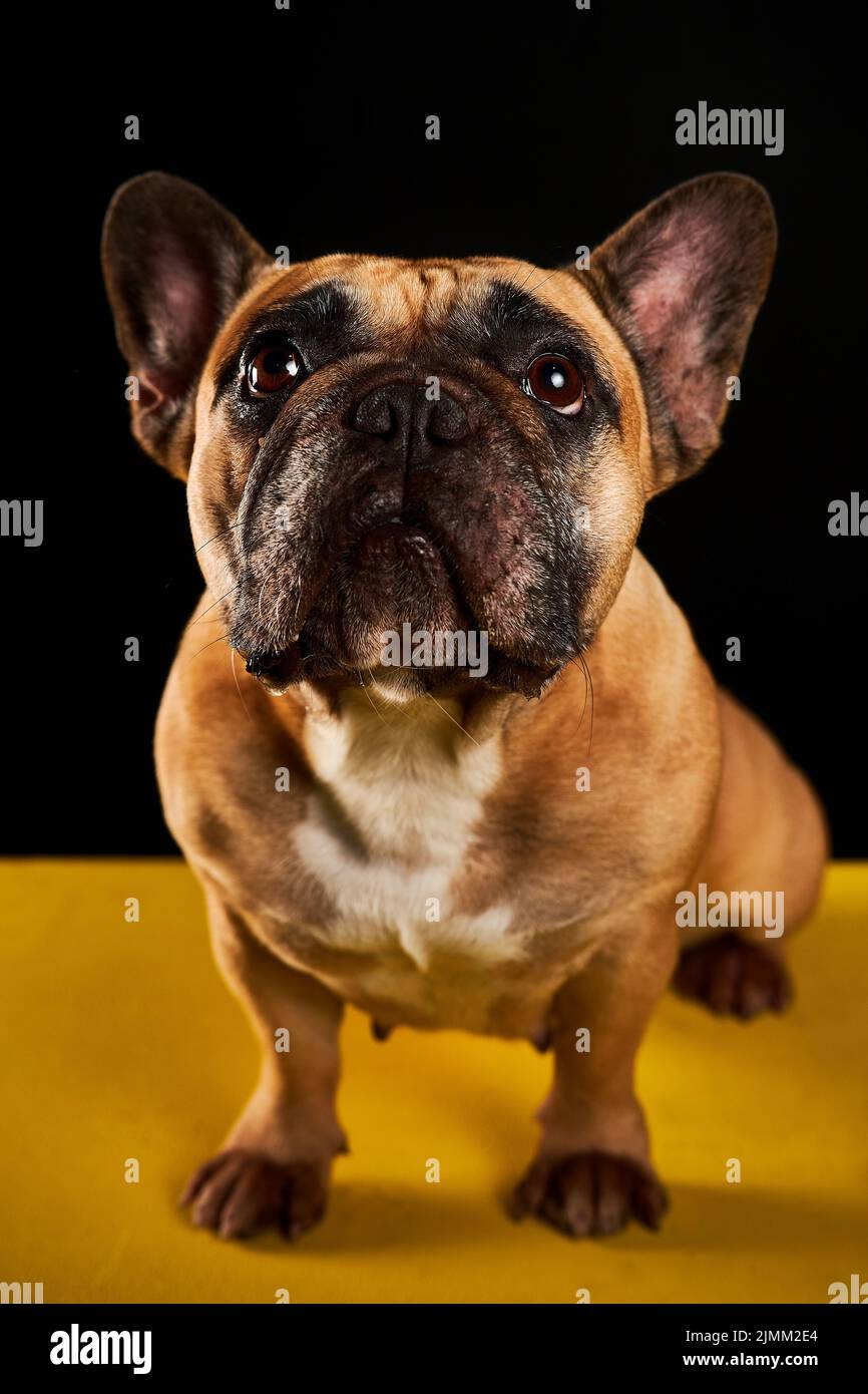 Eine braune französische Bulldogge isoliert auf schwarzem Hintergrund Stockfoto