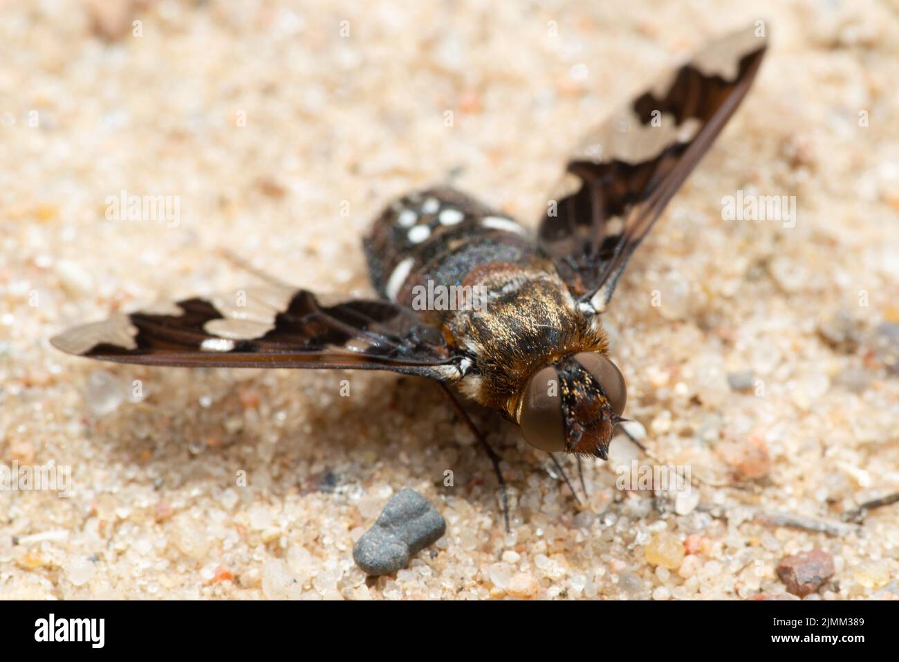 Bienenfliege Exoprosopa capucina Stockfoto