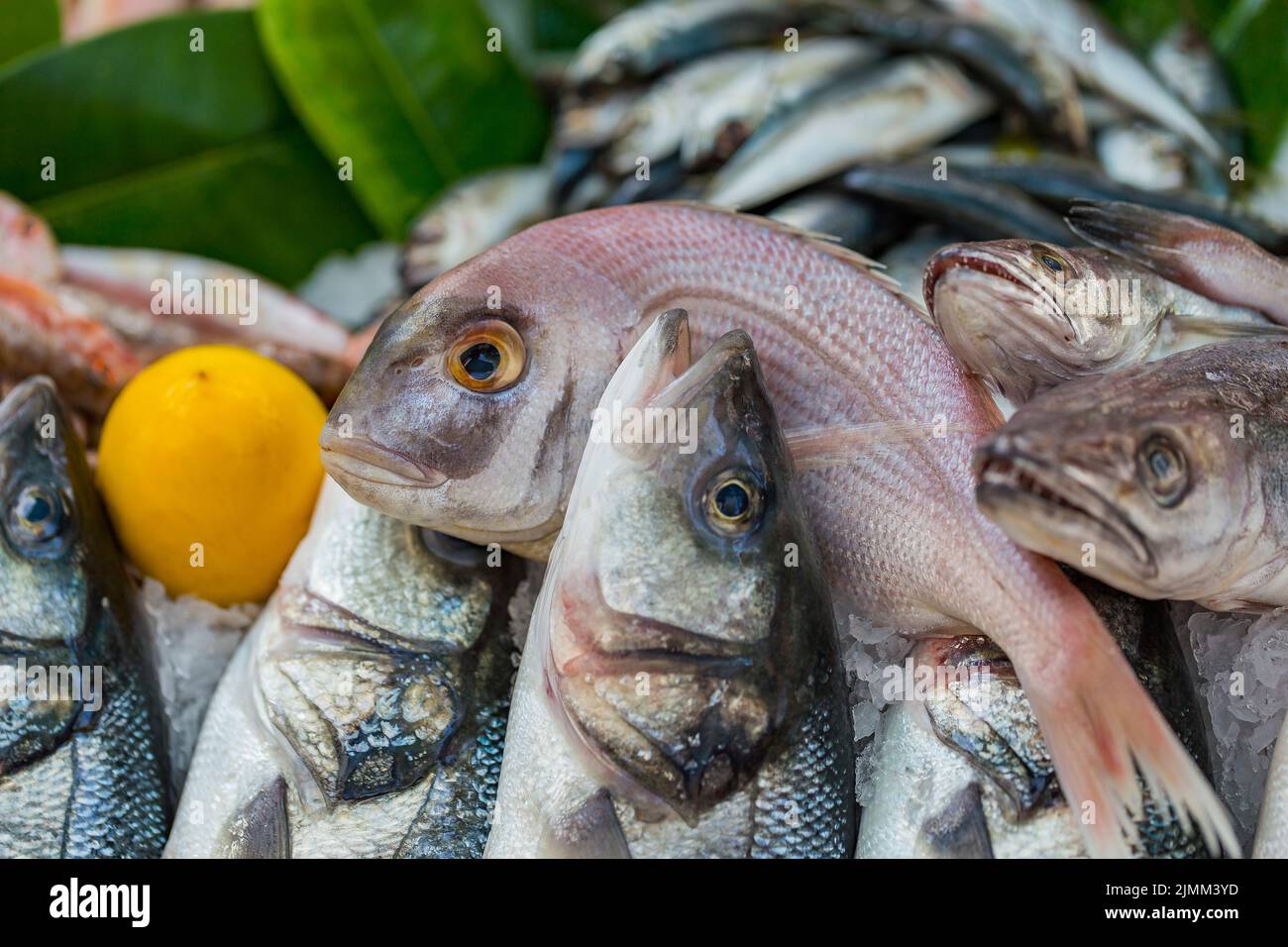 Eine Vielzahl von Fischen auf dem Marktstand Stockfoto