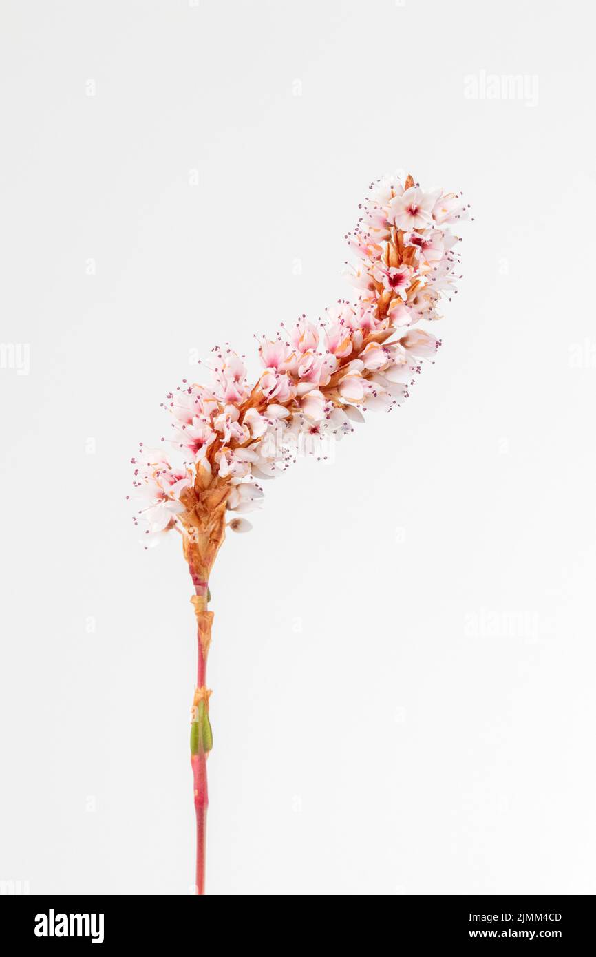 Closeup Bild von Persicaria affinis 'Darjeeling Red' vor einem weißen Hintergrund Stockfoto