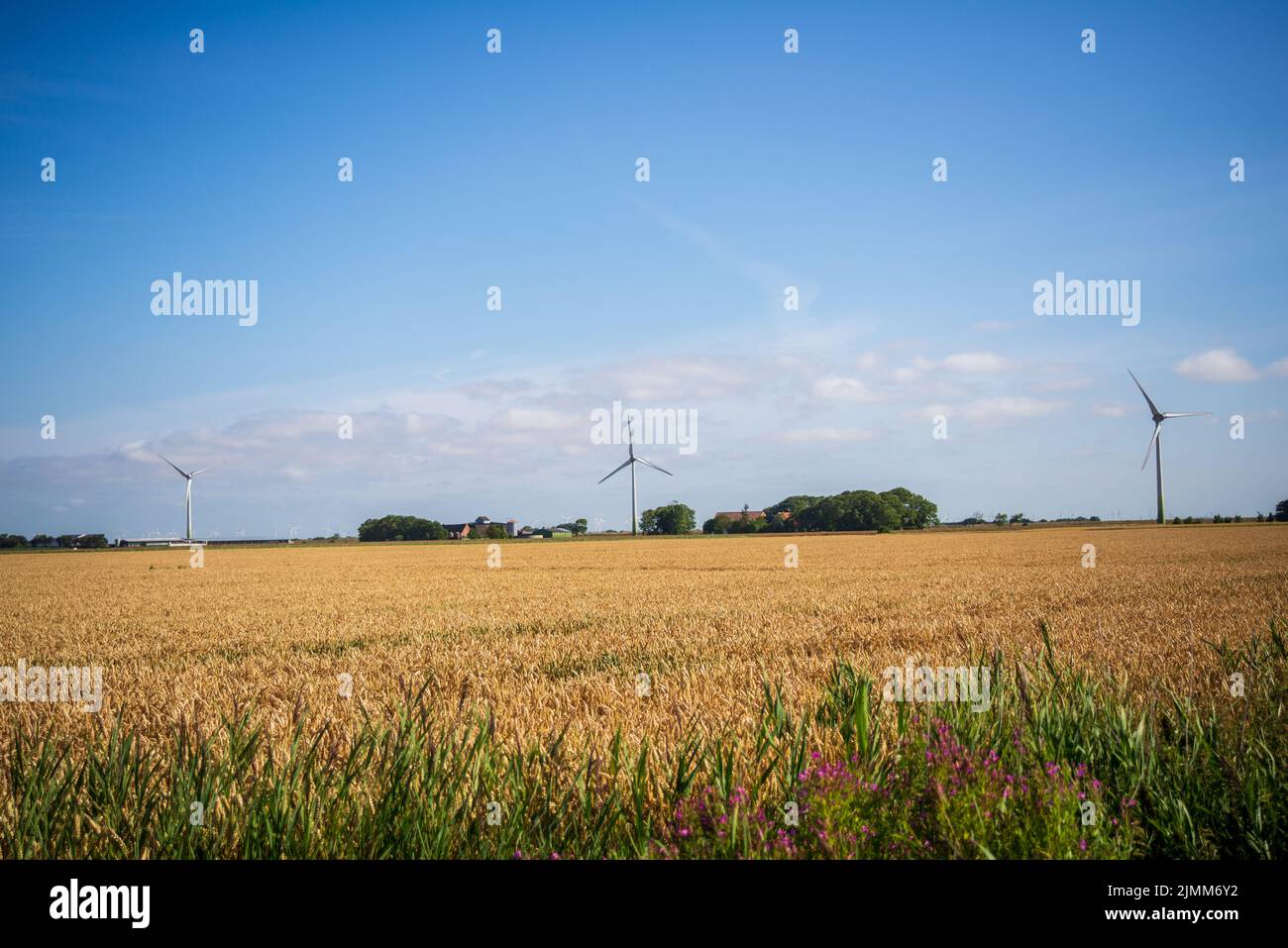 Windturbinen stehen auf dem Land neben einem Weizenfeld Stockfoto