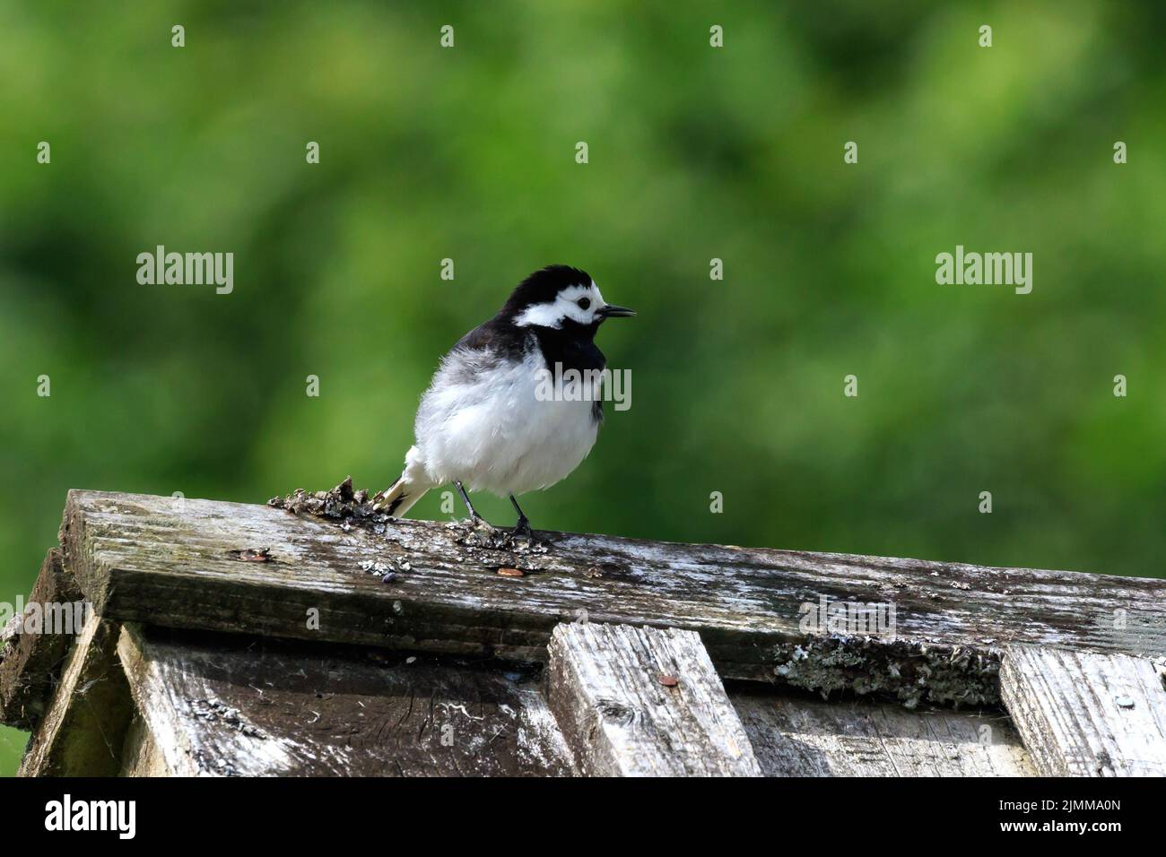 Single Young Pied Wagtail auf einem Holzdach Stockfoto