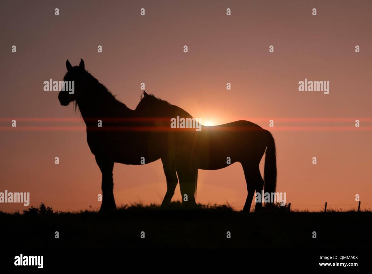 Pferd Silhouette mit einem schönen Sonnenuntergang Hintergrund Stockfoto