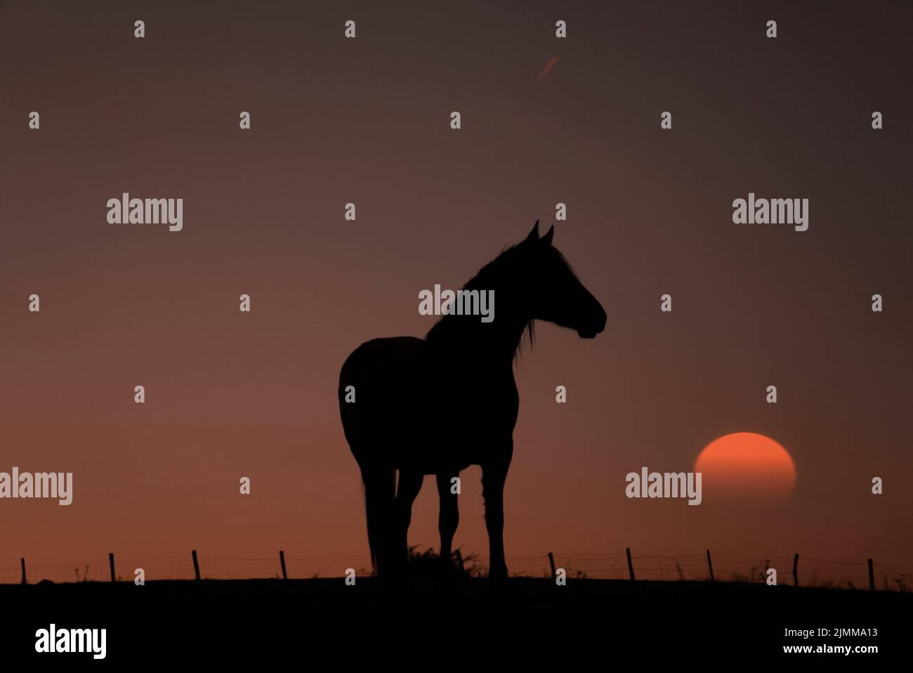 Pferd Silhouette mit einem schönen Sonnenuntergang Hintergrund Stockfoto