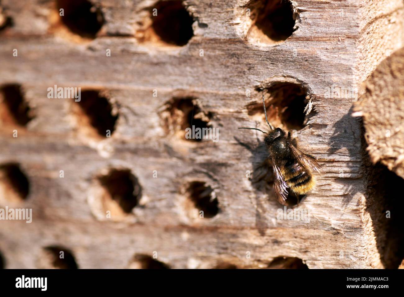 Insektenhotel in einer grünen Hecke gibt Schutz und Nisthilfe für Bienen und andere Insekten.Insektenhotel in einer grünen Hecke gibt p Stockfoto