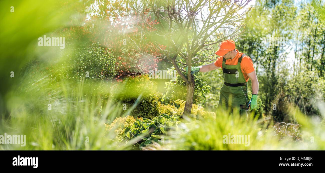 Professioneller Gärtner, der den Zustand des Baumes im Garten im großen Garten seines Kunden überprüft. Gartenpflege und -Wartung der Stockfoto