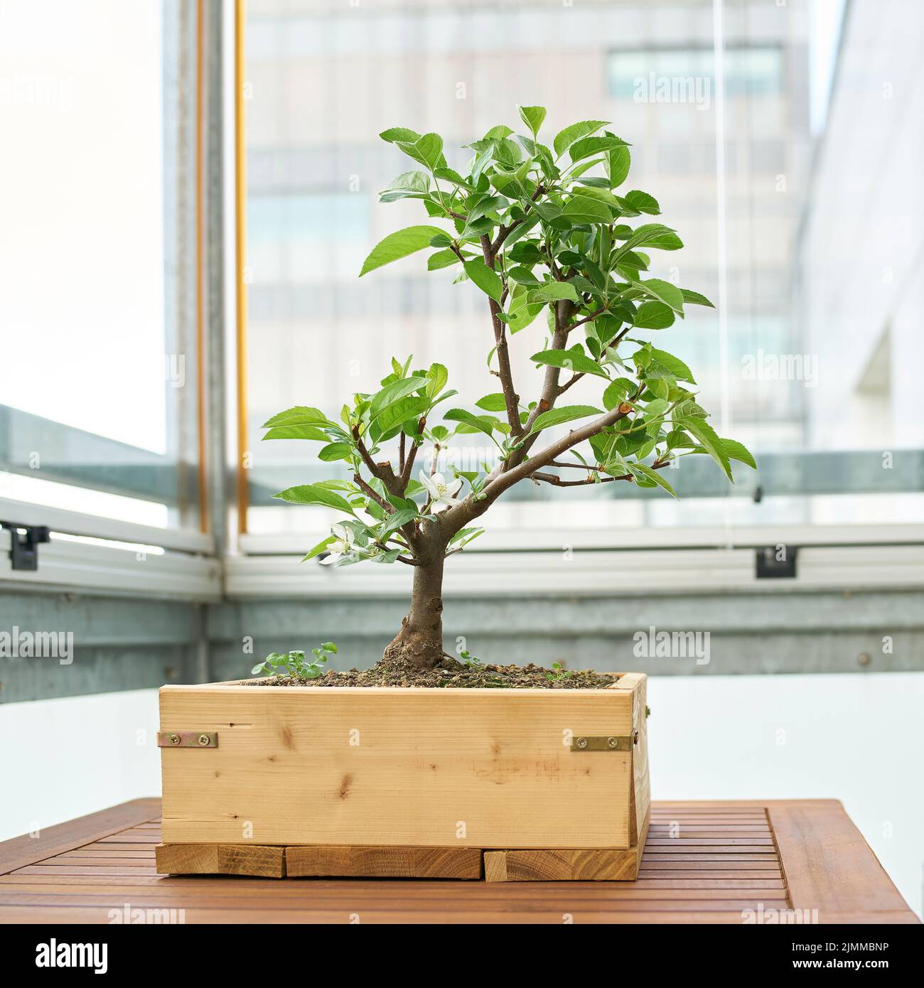 Apfelbaum als Bonsai auf einem Tisch auf einem Balkon in der Stadt Stockfoto