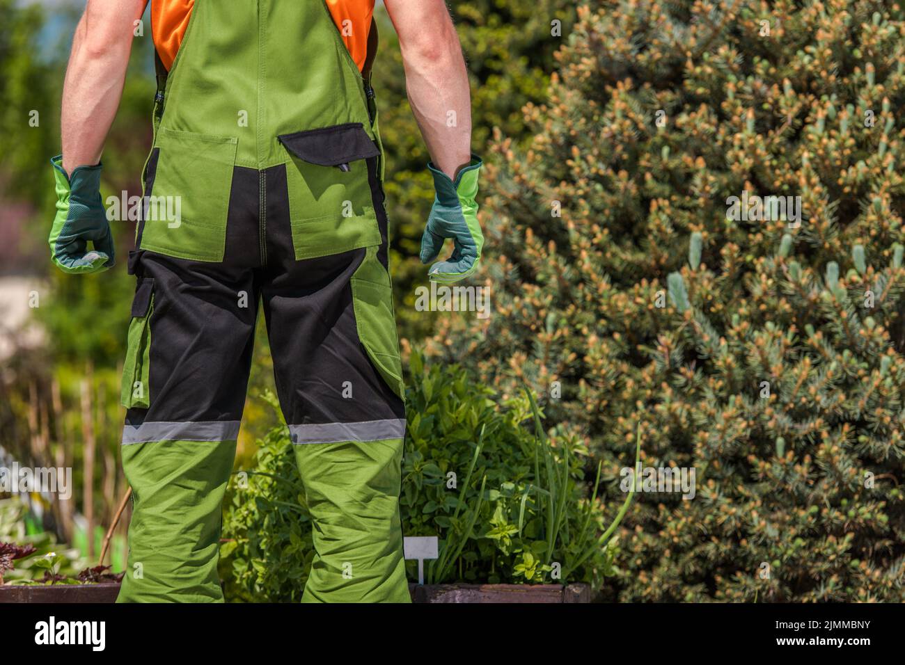 Rückansicht des Gärtners mit grünem Gartenanzug und Schutzhandschuhen. Professionelle Arbeitskleidung Thema. Stockfoto