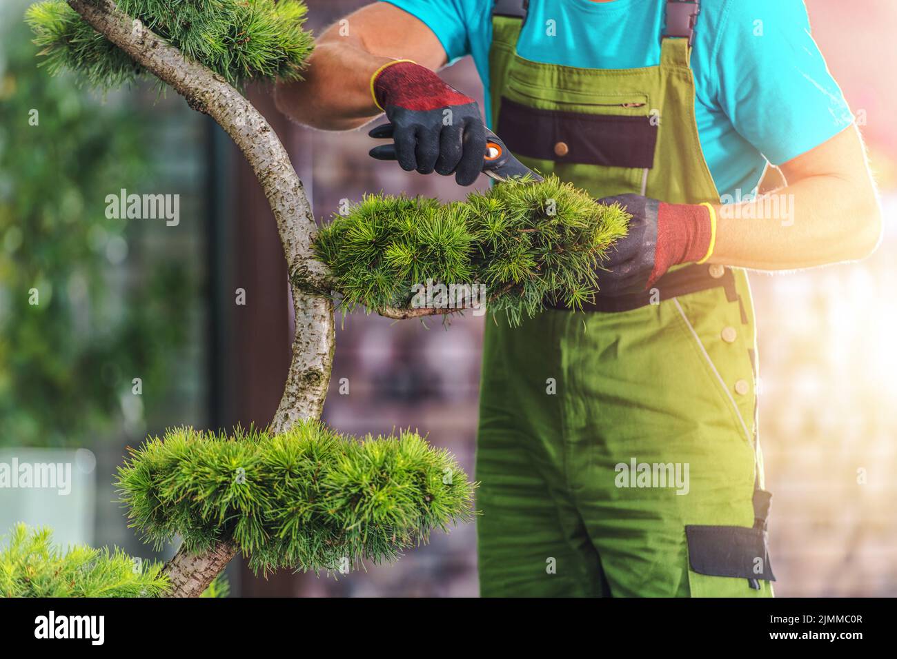 Nahaufnahme des männlichen Gärtners, der im Hochsommer einen Evergreen Dekorativen Baum in einem landschaftlich gestalteten Garten mit Gartenscheren-Werkzeug kürzte. Saisonal Ca. Stockfoto