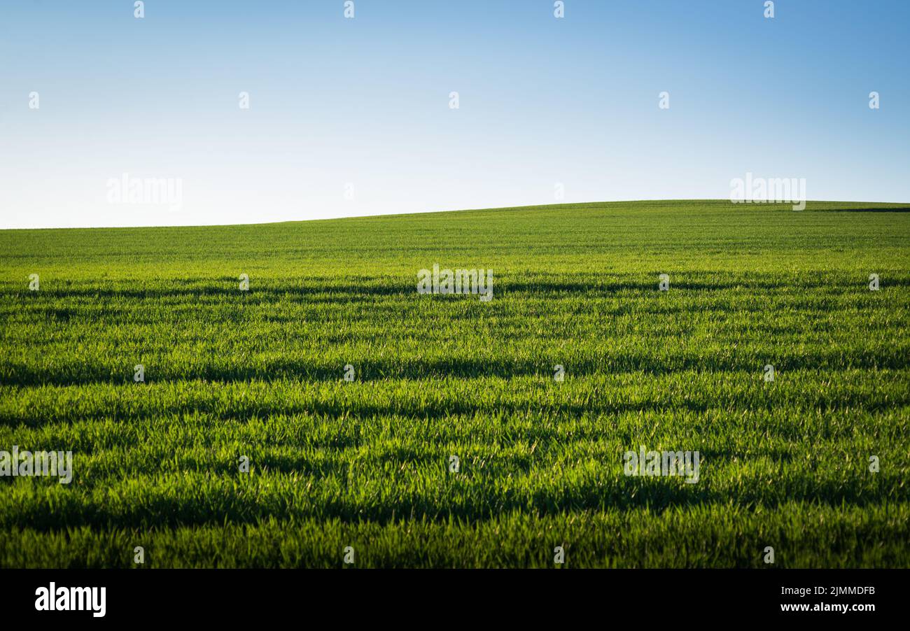 Grünes Farmfeld im Frühjahr im Burgenland Stockfoto