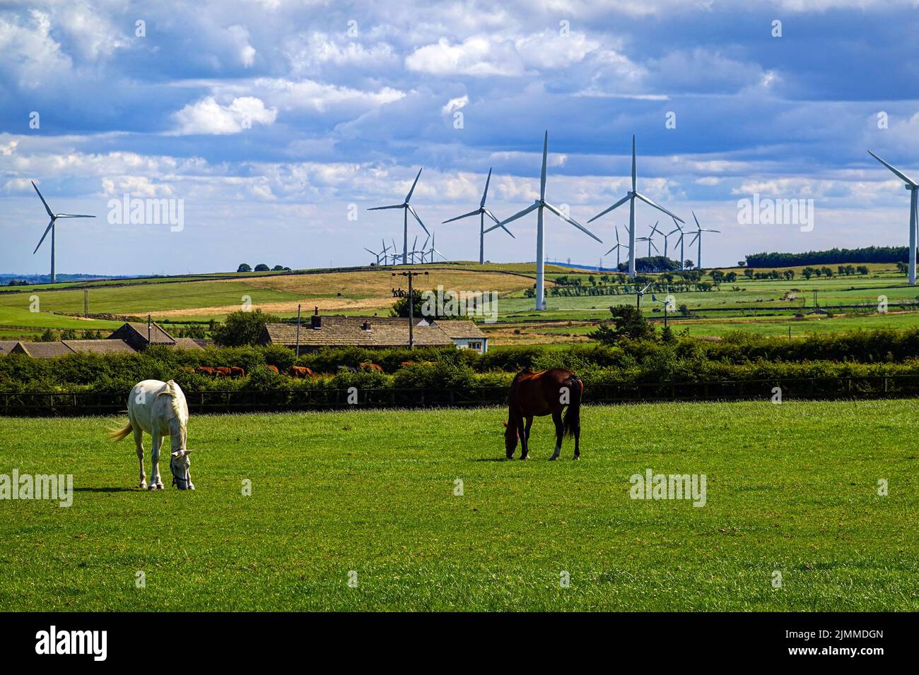 Grüne Felder mit Pferden in der Nähe von Royd Moor Windfarm, Barnsley, Huddersfield, West Yorkshire, Großbritannien Stockfoto