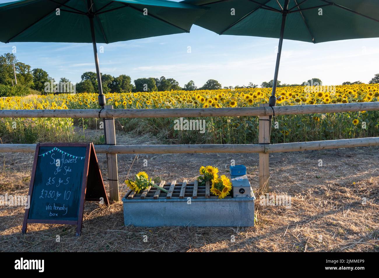 Sonnenblumen zum Verkauf neben einem Sonnenblumenfeld im Sommer, Rotherwick Pumpkin Patch Farm in Hampshire, England, Großbritannien Stockfoto