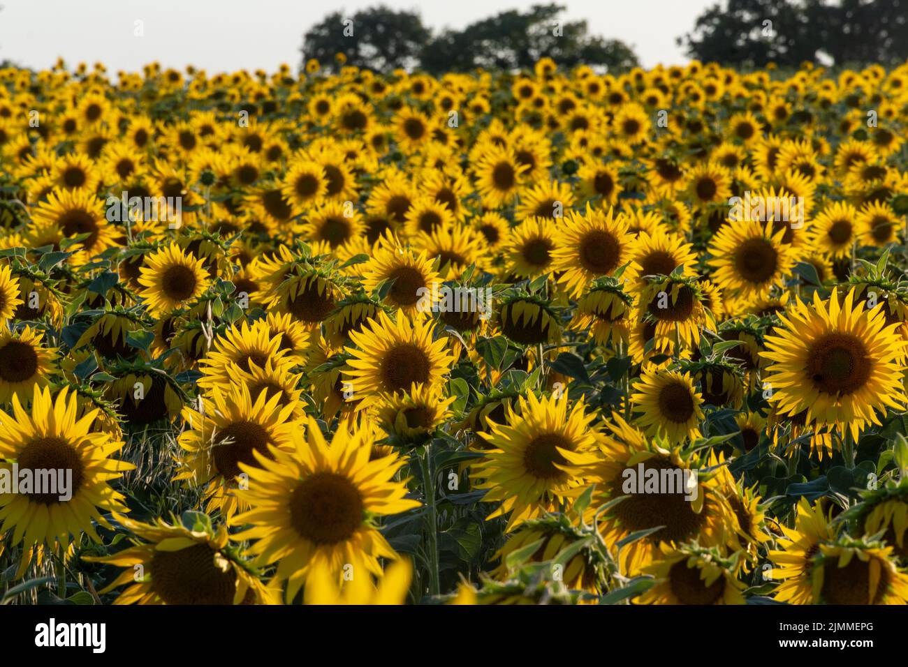 Sonnenblumenfeld im August oder Sommer bei Abendlicht, Hampshire, England, Großbritannien Stockfoto