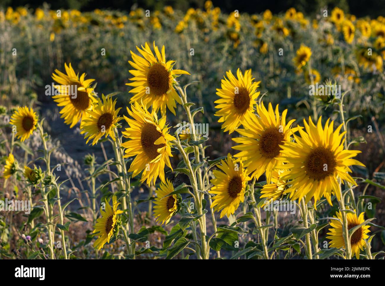 Sonnenblumenfeld im August oder Sommer bei Abendlicht, Hampshire, England, Großbritannien Stockfoto