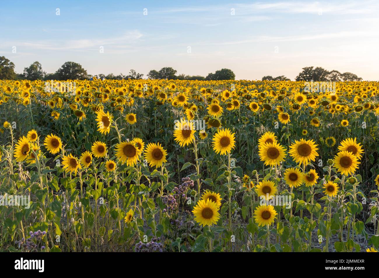 Sonnenblumenfeld im August oder Sommer bei Abendlicht, Hampshire, England, Großbritannien Stockfoto