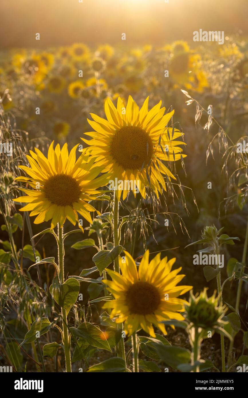 Sonnenblumenfeld im August oder Sommer bei Abendlicht, Hampshire, England, Großbritannien Stockfoto