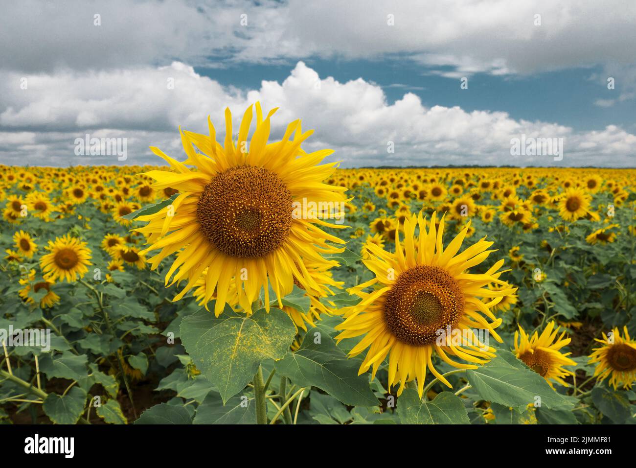 Paar blühende Sonnenblumen auf dem Sonnenblumenfeld. Sonnenblumenfeld und blauer Himmel mit Wolken. Stockfoto